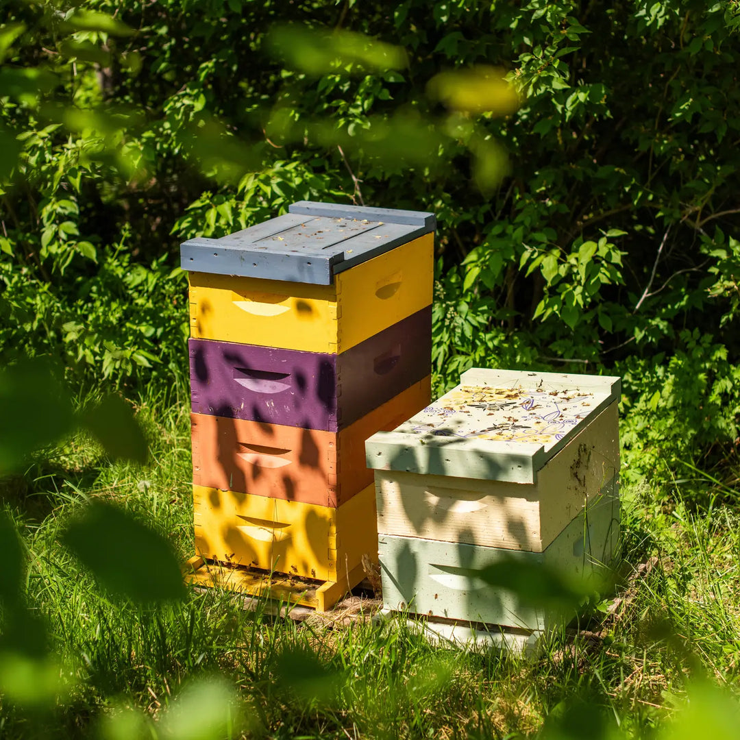 Honey Fig Tart 4 oz Candle