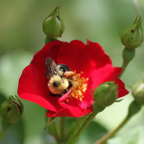 Handmade Solid Perfume With Flower or Bead